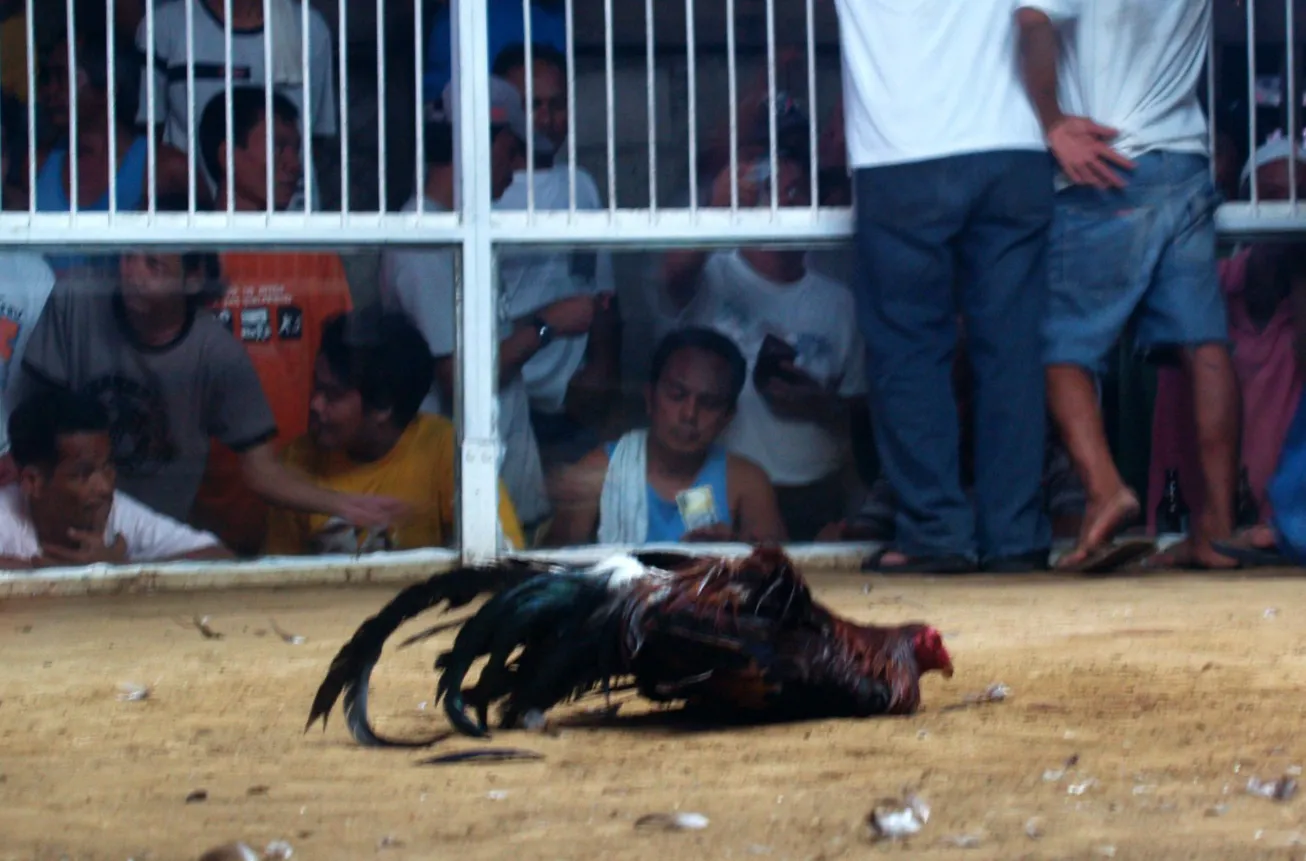 Spider Online Sabong