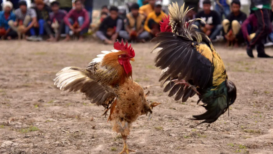 Sabong Pinoy