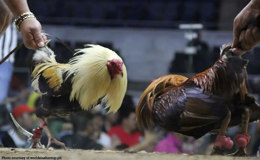 Pampasweldo ng barangay, nawaldas sa ‘manok na pula’