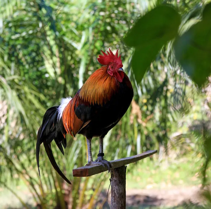 Philippines turns to cockfighting to raise revenue