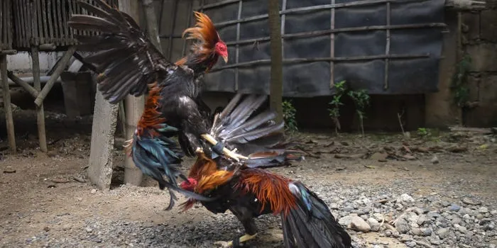 Cockfighting rooster kills a police officer in the Philippines after it accidentally cut his femoral artery during a coronavirus raid