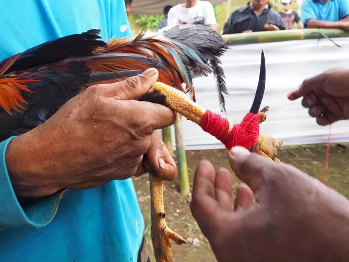 A rooster stabbed a man to death with a knife during a cockfight