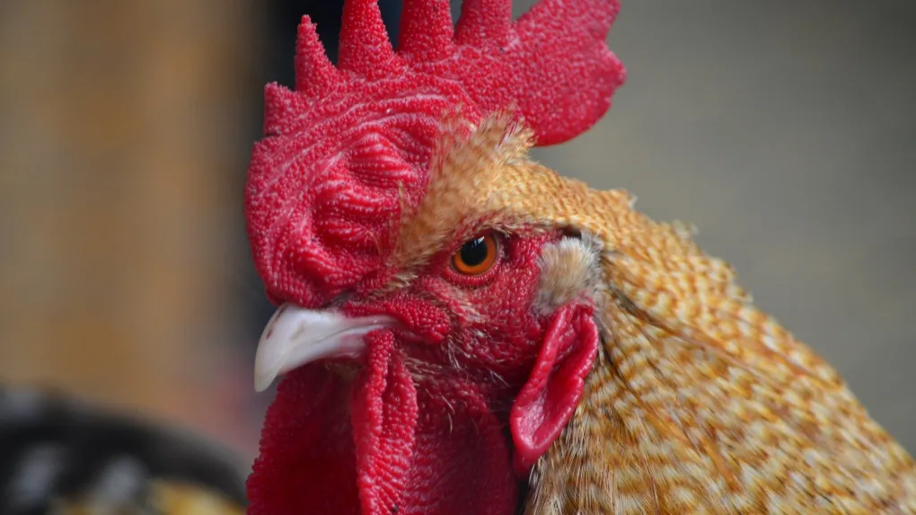Indian man dies after getting attacked by rooster on way to cockfight
