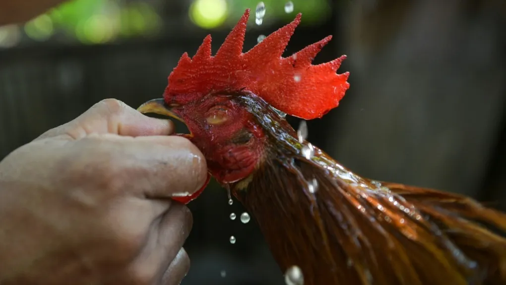 Police officer killed by rooster during raid on Manila cockfight