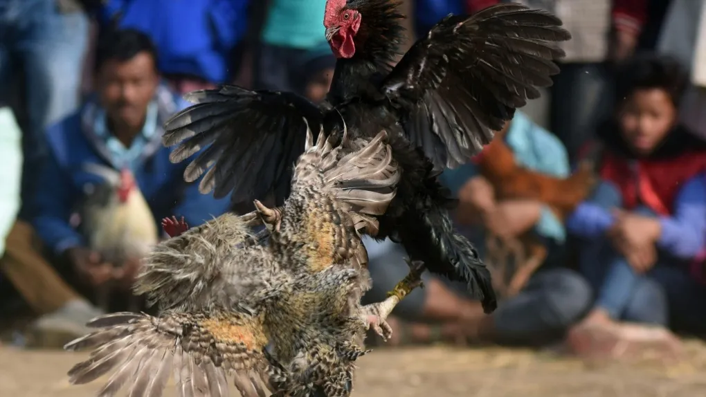Man killed by his own rooster during illegal cockfight in India