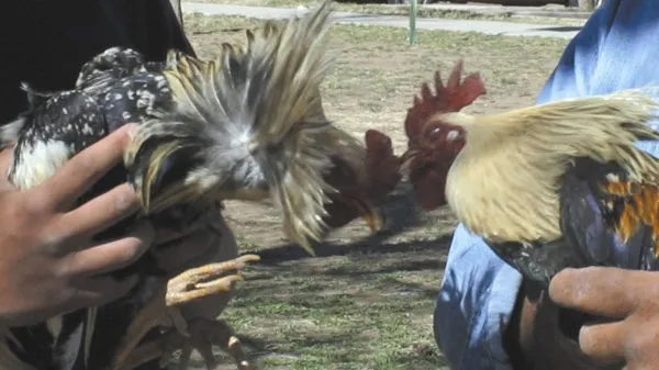 Elderly London man charged after cockfighting ring busted