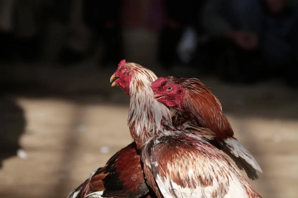 Nine arrests and 3,000 birds rescued after major cockfighting bust in New York