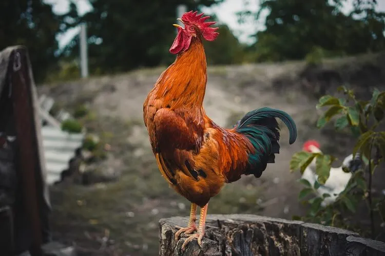 Puerto Rico cries foul over U.S. Congress's cockfighting ban