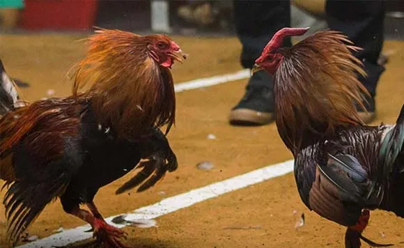 Property in Surrey, B.C., searched on suspicion of cockfighting