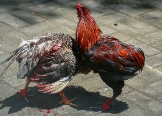 Authorities break up cockfighting ring at Philadelphia home