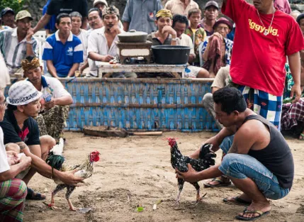 Online cockfighting sa QC  dapat may permit ng konseho