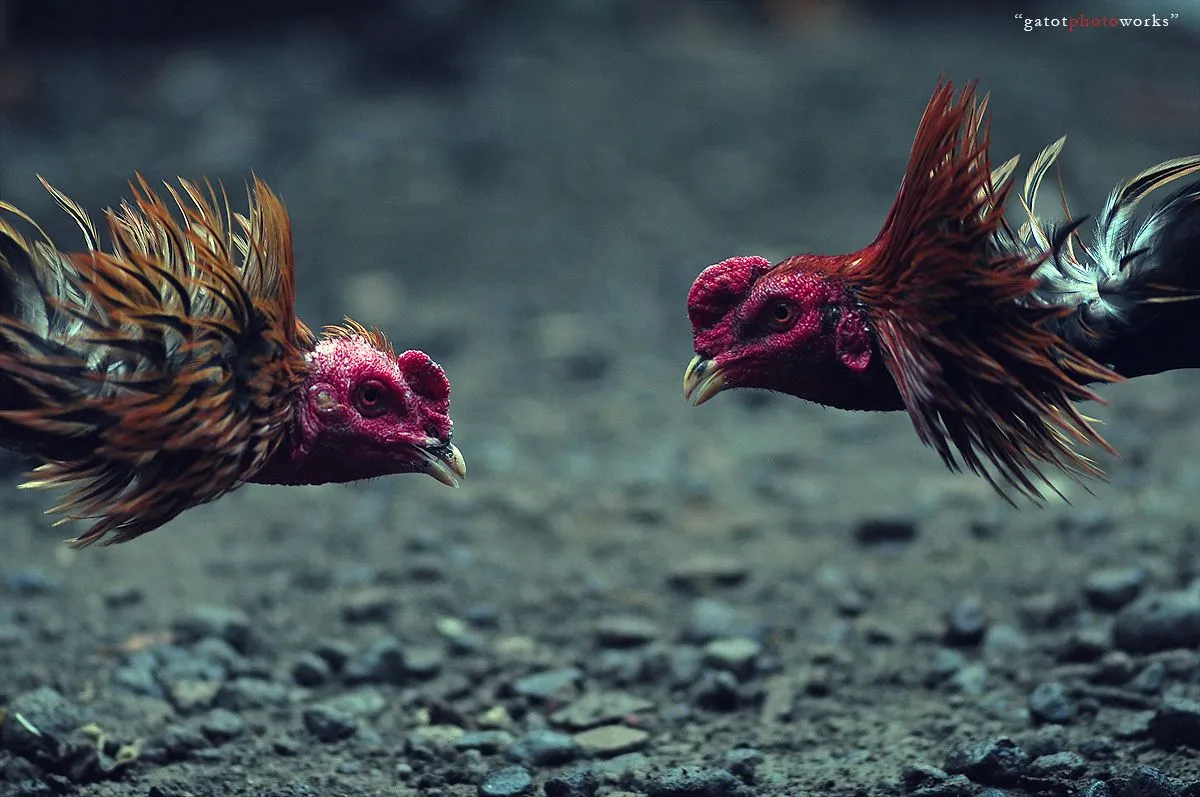 Philippine online cockfighting revenues estimated at US$32 million daily