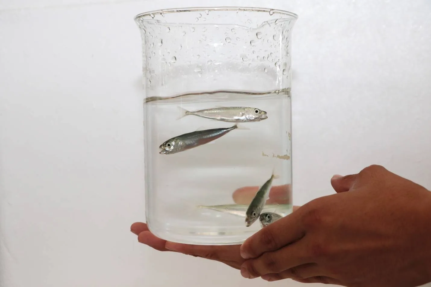 Experiment breeds galunggong, might be solution to shortage