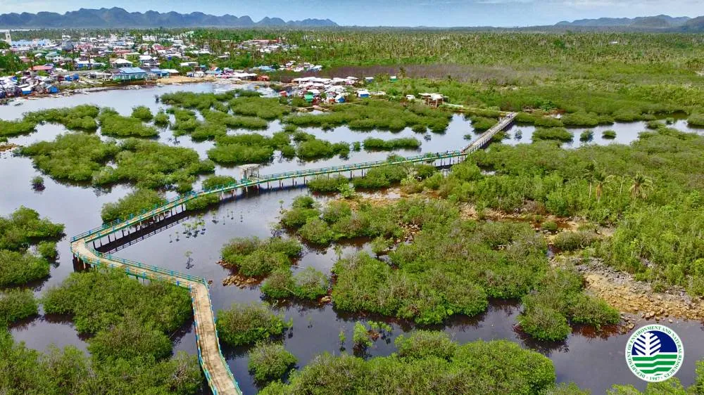 Odette-ravaged mangrove sites in Surigao del Norte to be restored- DENR