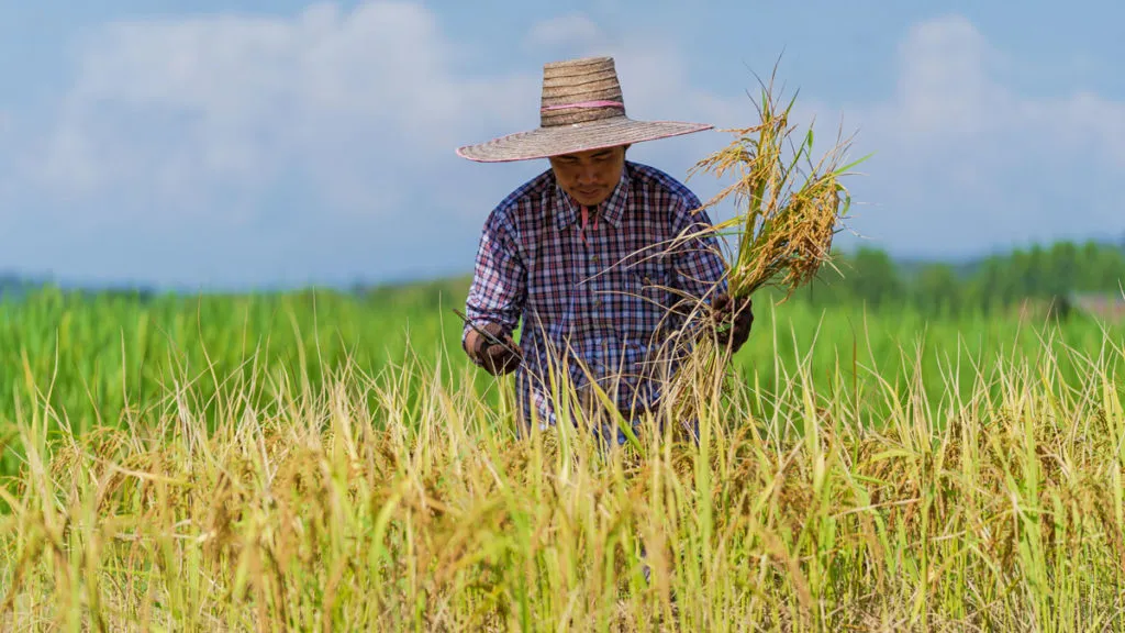 Why more Filipinos should build a career in agriculture