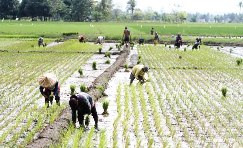 Exempt farmers' fuel subsidy from Comelec spending ban–Rodriguez