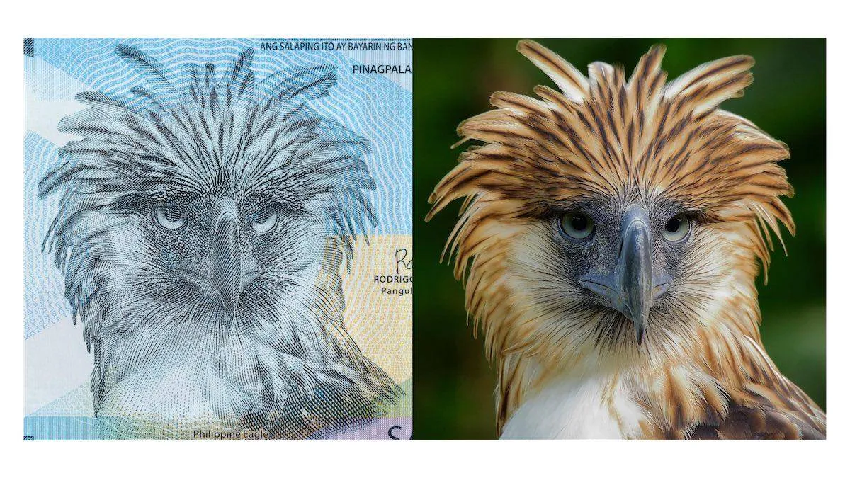 ‘Eagle’ P1,000 banknote to inspire conservation efforts