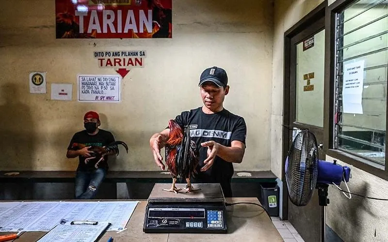 Feathers fly as Philippine cockfighting shakes off Covid closures